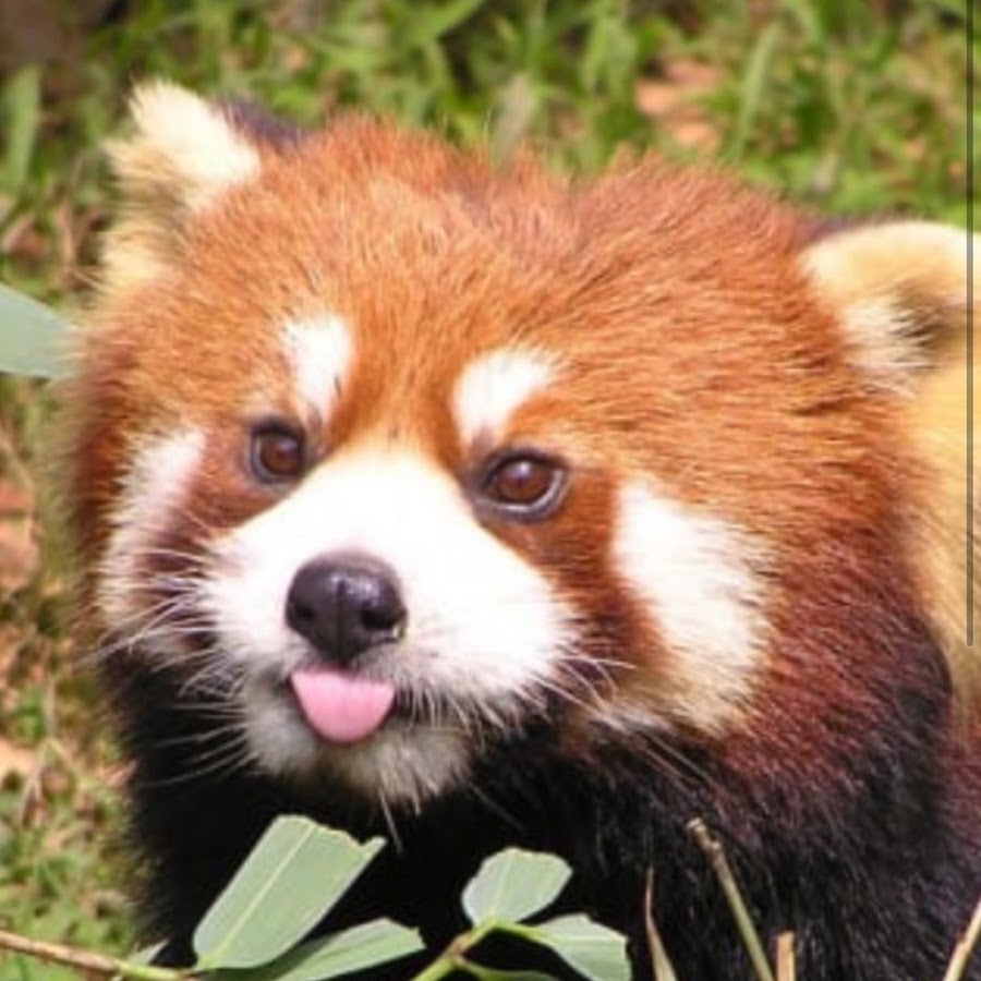 Red Panda - YouTube
