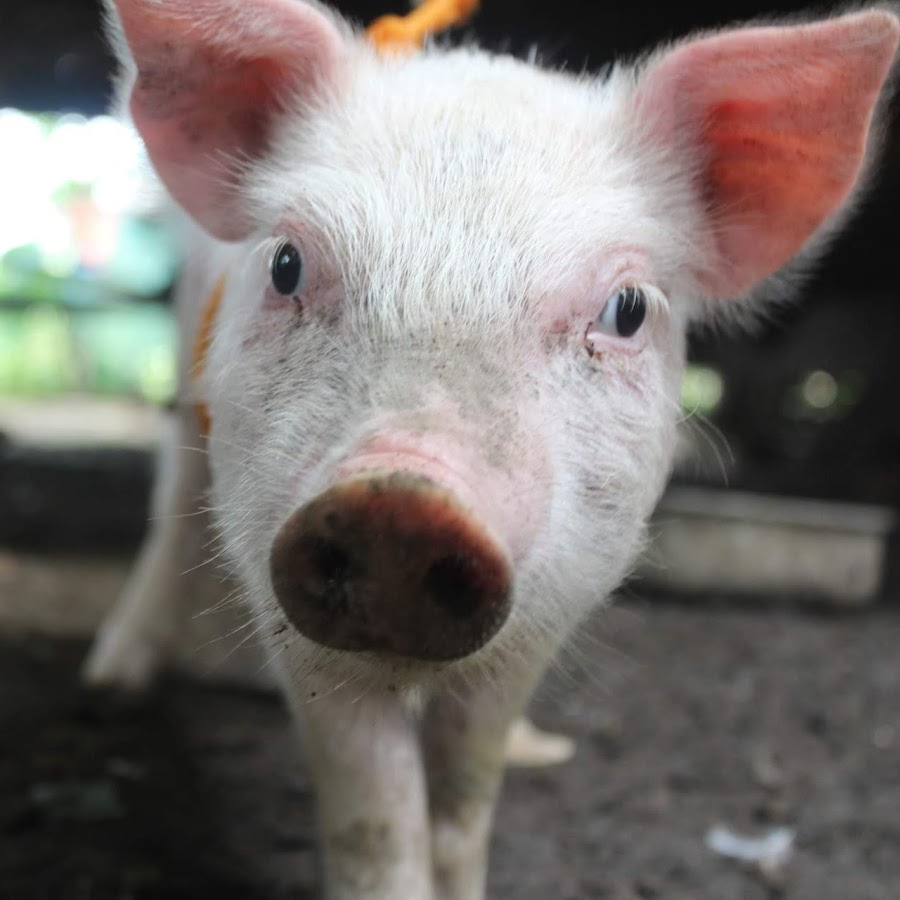 HamFisted Gaming YouTube