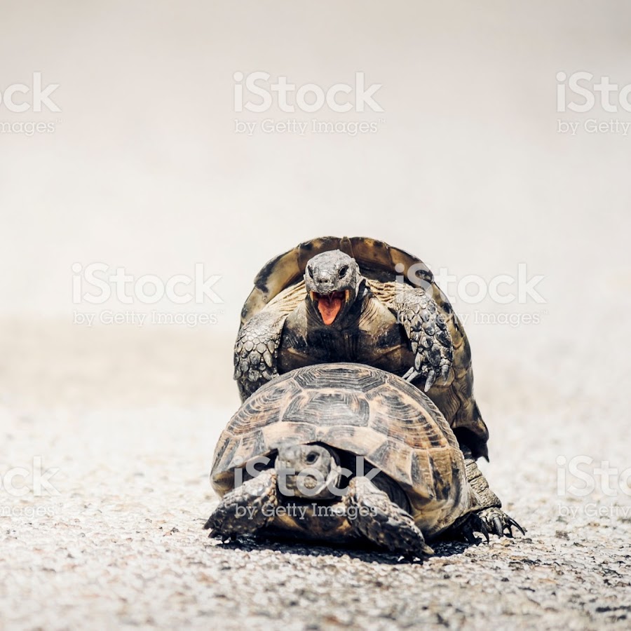 Красноухая черепаха сухопутная. Пасть красноухой черепахи. Звуки спаривания черепах. Сношение черепах. Красноухая болотная черепаха.