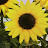 sunflower 21