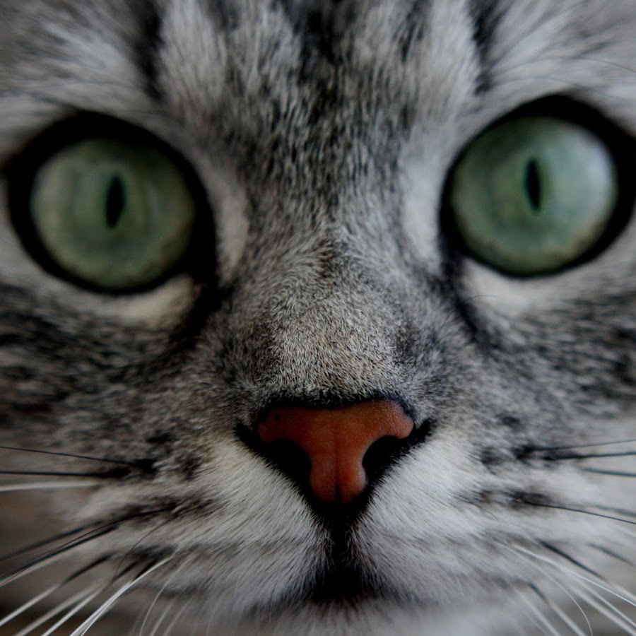 Animal TV - YouTube