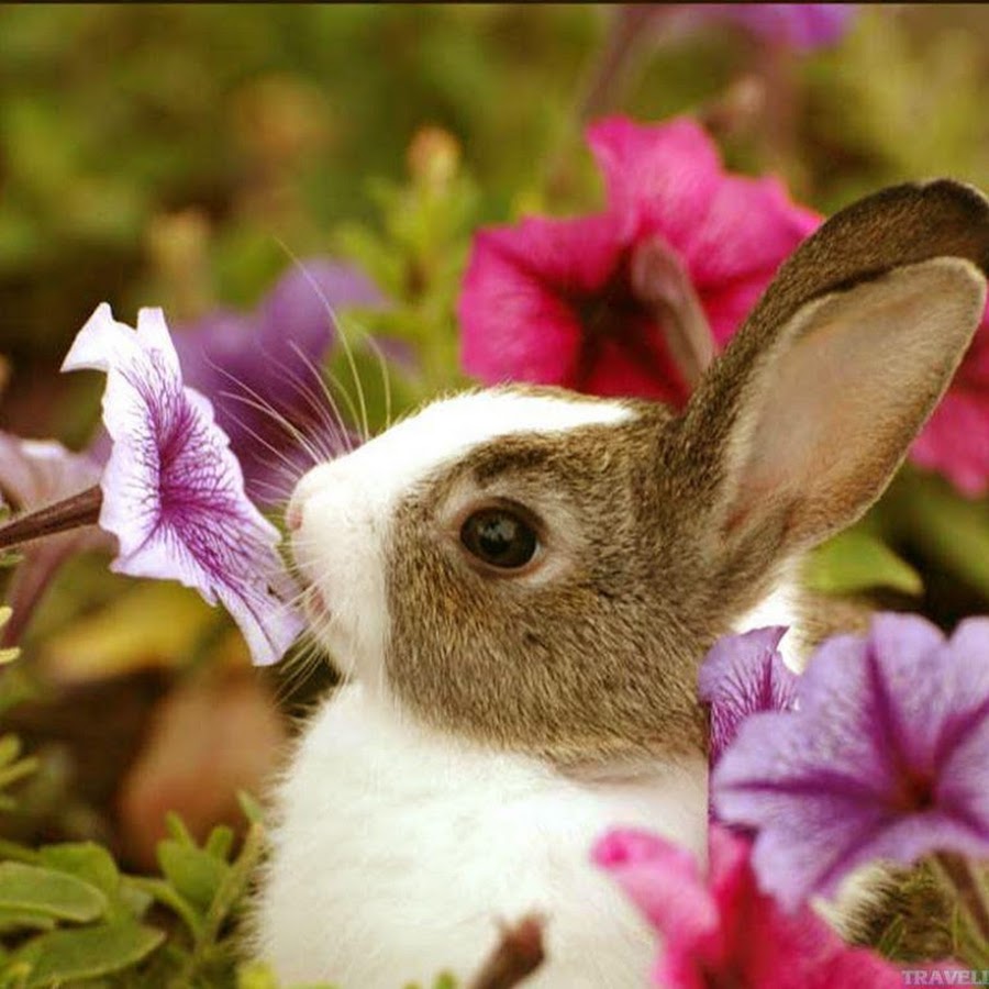 Didi Gacha - YouTube