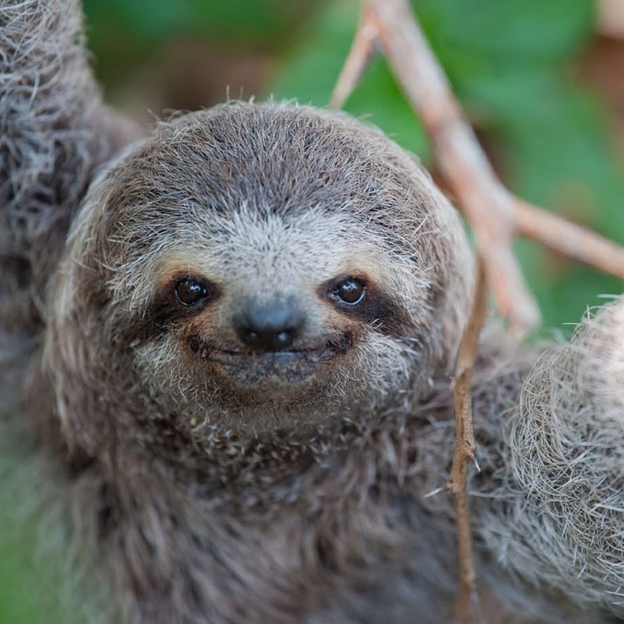 Mr Derpy sloth - YouTube