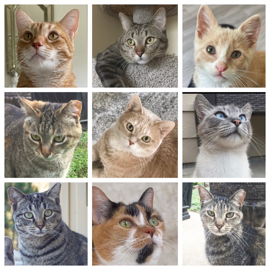 The Cat Bunch YouTube