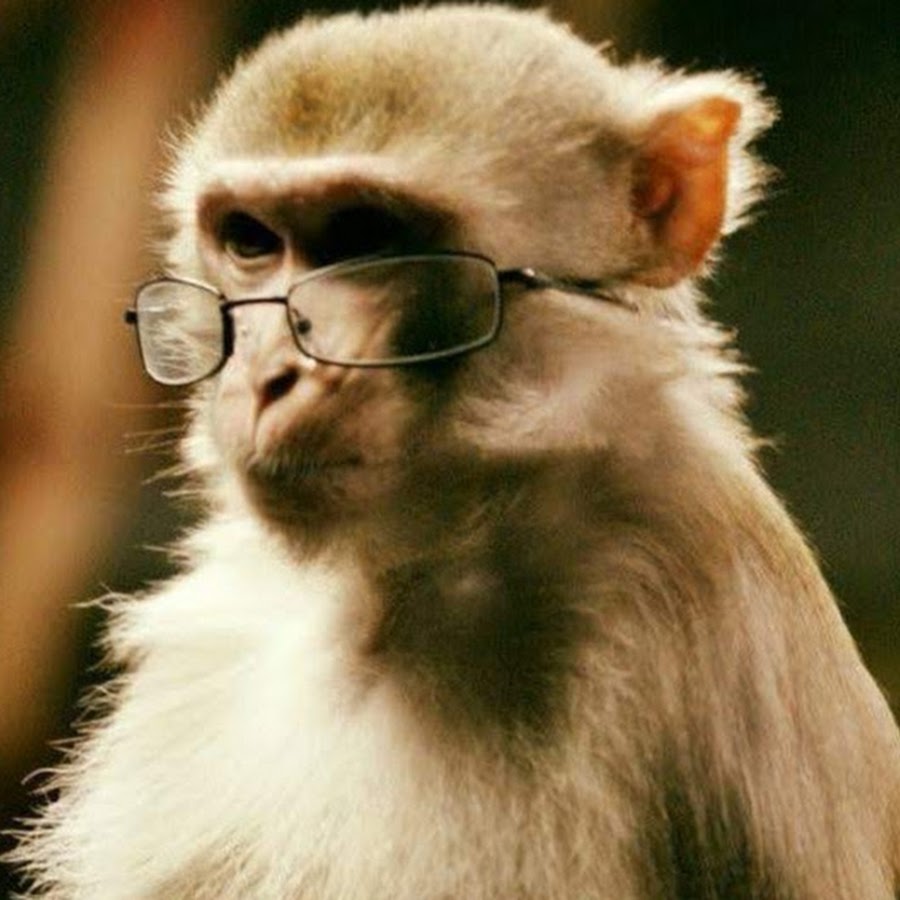 мартышка в очках. обезьяна с очками. мартышка в очках. обезьянка с очками. лохматая обезьяна.