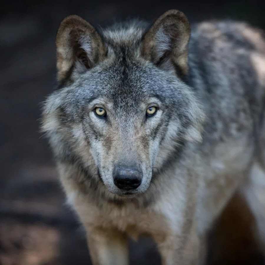 карликовый волк. вайт вулф. волк и волчица. волчок волчонок. про маленького волчонка.