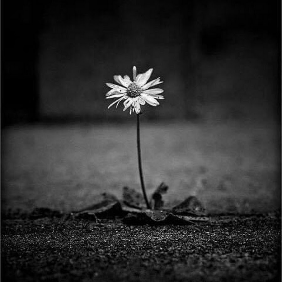 Цветок грустит. Грустный цветок. Одинокие цветы. Одинокий цветочек. Ромашки грусть.