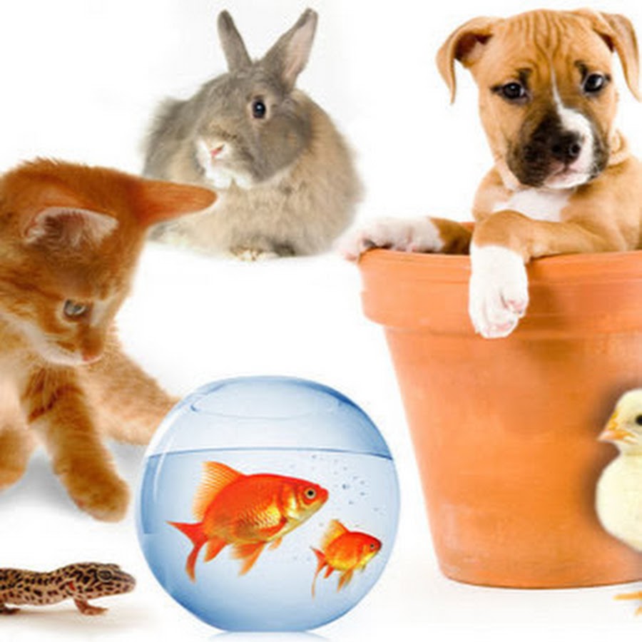 Какое ты животное по знаку зодиака. У них есть питомец. Домашние питомцы для детей. Миска для собак. У них есть питомец.