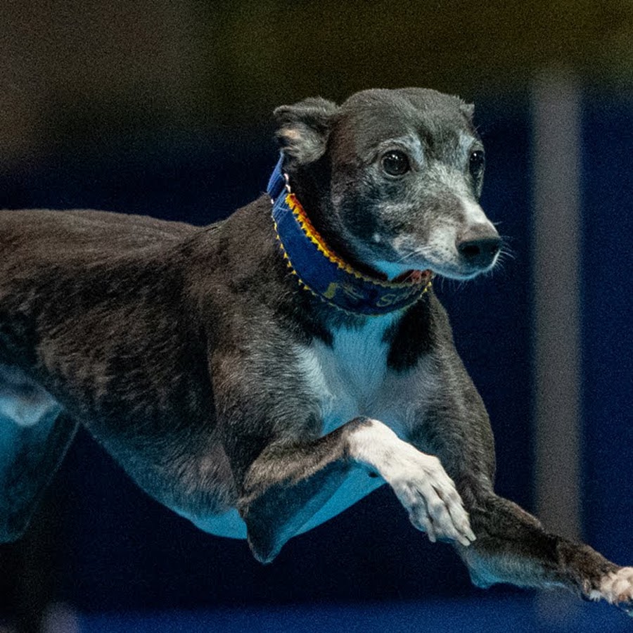 Spitfire the Whippet YouTube