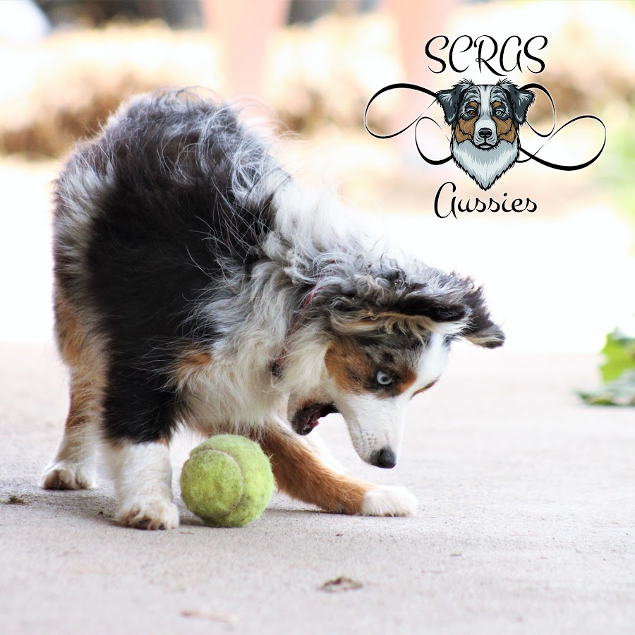 SCRAS Aussies YouTube