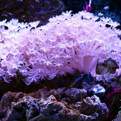 15 Rekomendasi Ikan Hias Air Laut Murah Cantik Dan Mudah Di