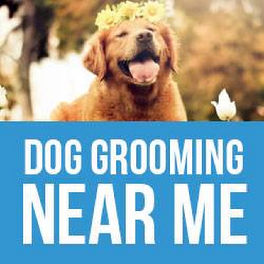 Dog Grooming Near Me YouTube