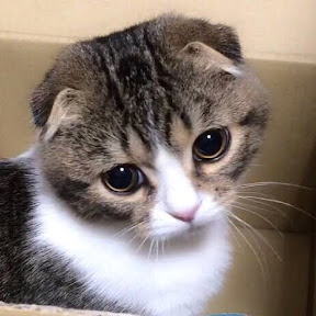 ���������ݤ���Ϻ/Scottish Fold pokotarou YouTube