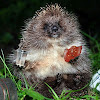 Wild_ Hedgehog