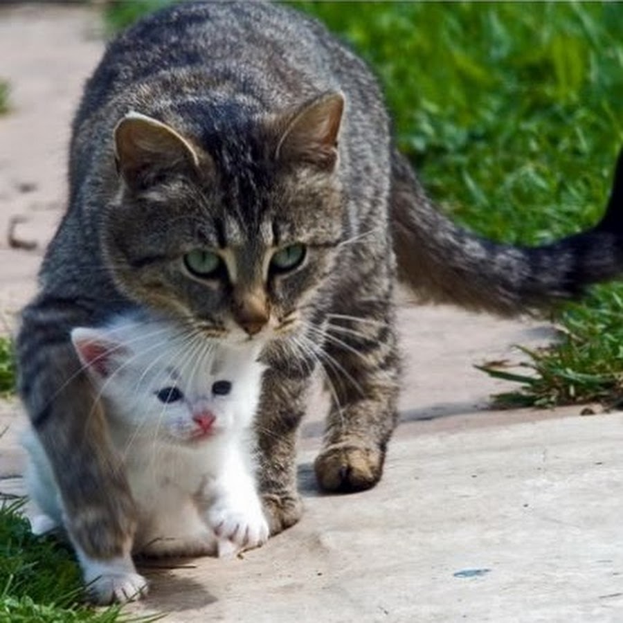 Её киска не так невинна какой кажется на первый взгляд