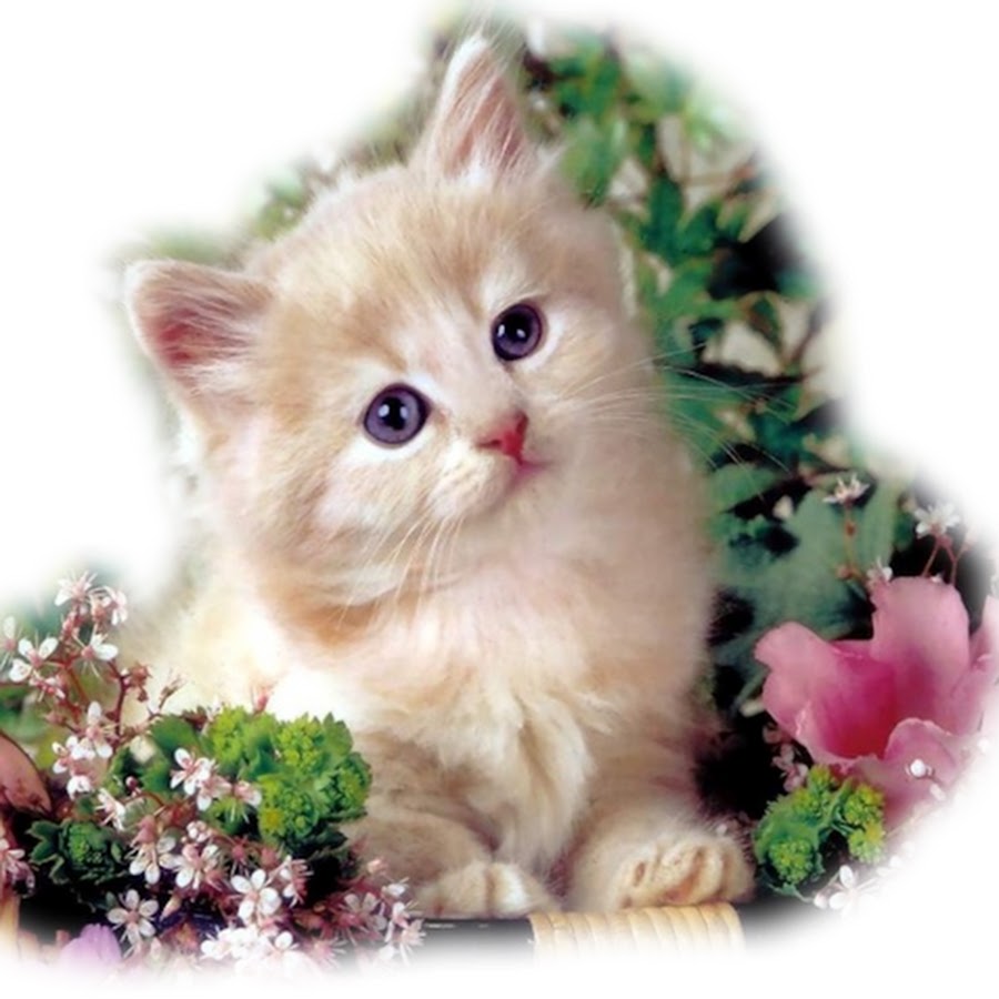 ����� � �������� � ������ �����, ����