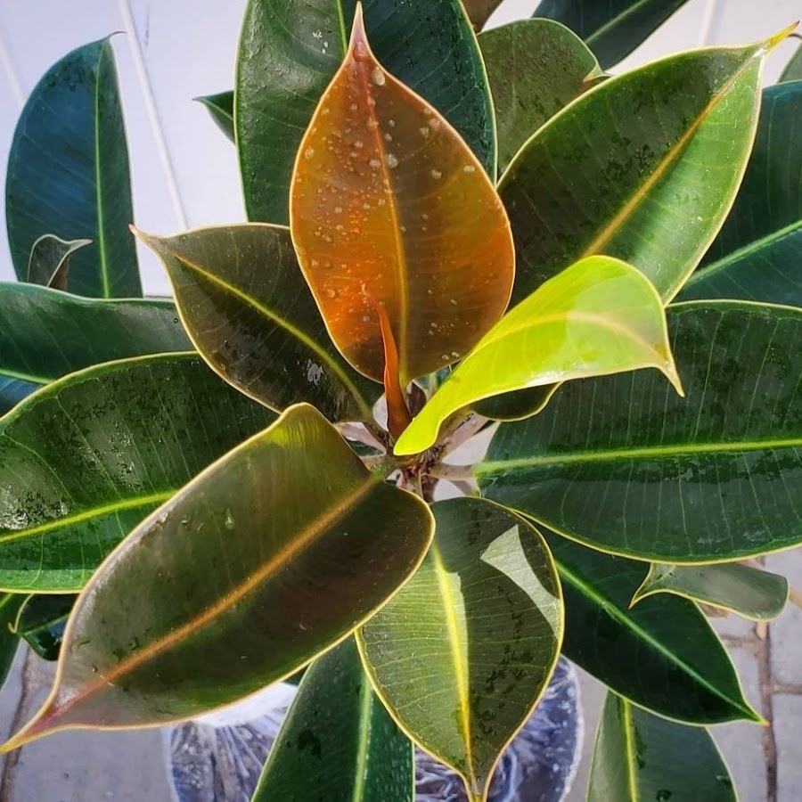 Everything Plants YouTube