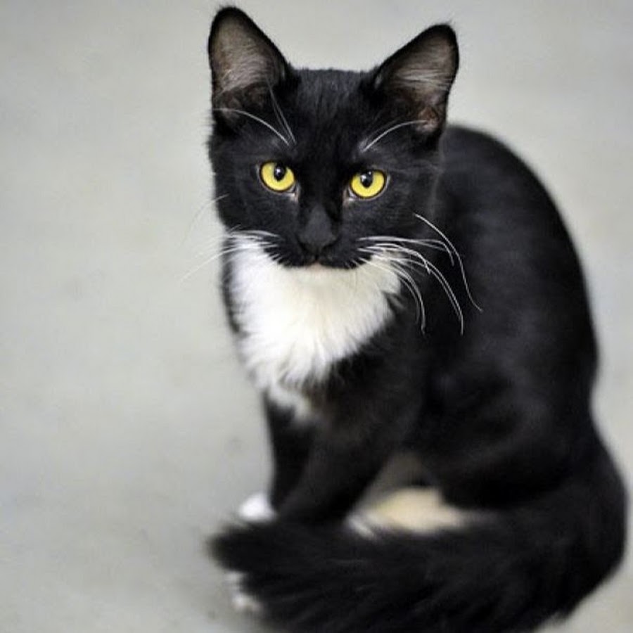 Порода черно белых кошек с фотографиями. Сибирская биколор короткошерстная. Тукседо кот порода. Такседо кот порода. Акринская порода кошек.