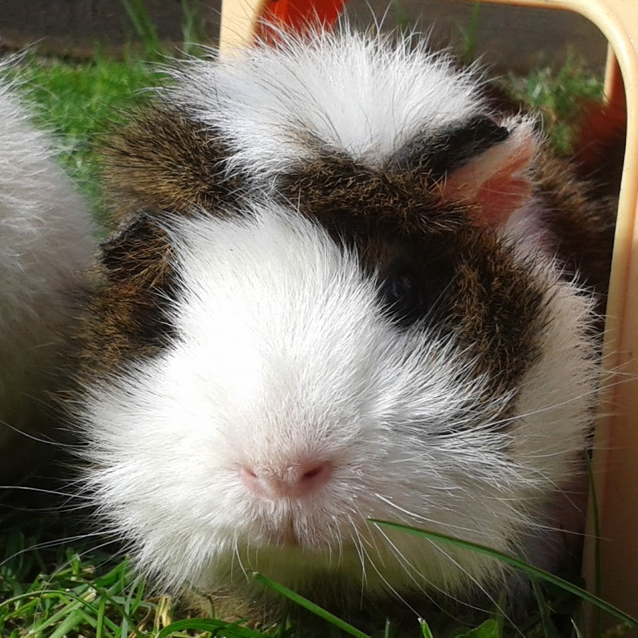 Prinzessin Leia