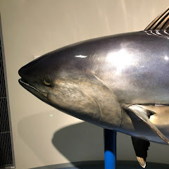白マグロ