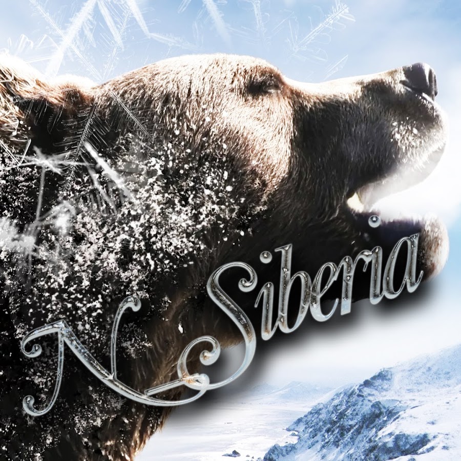 Сиберия ютуб. Сибирь n. Sibir ютуб. Я люблю Сибирь медведь Постер.
