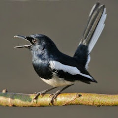 Masteran Kicau Gacor Youtube Stats Channel Statistics Analytics