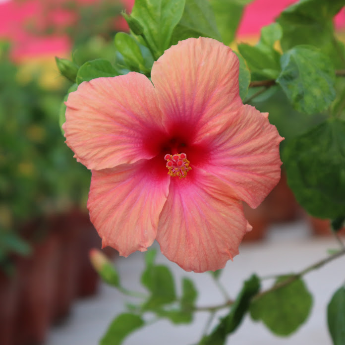 Best 10List Net Worth & Earnings (2026)