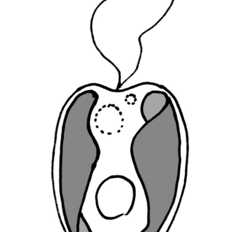 Ochromonas SP.