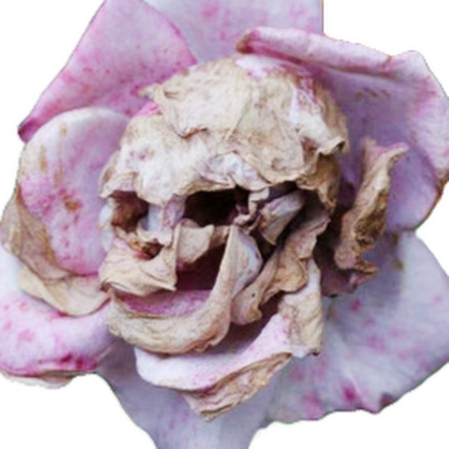 Гнилые цветы. Завядший пион. Гнилые цветы. Завядшие цветы эстетика. Завядший цветок.