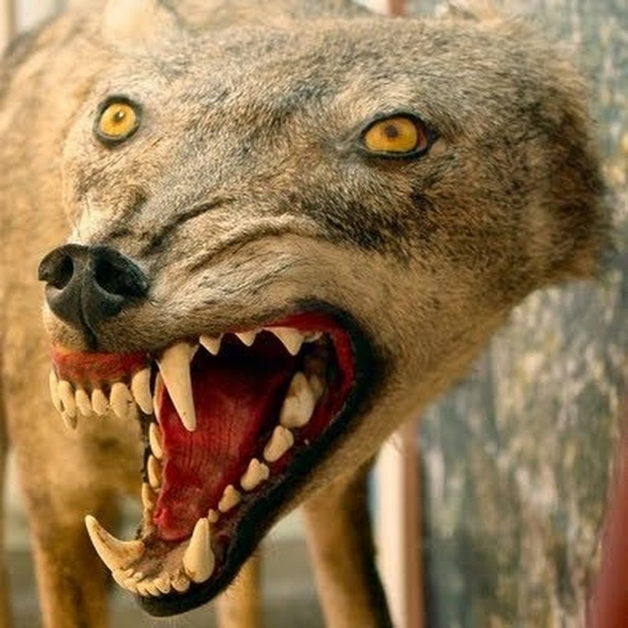 AGF-l7-GLDJWFQ6eA8bCWUjRwQU1gyl_PxZe0qmLAg=s900-mo-c-c0xffffffff-rj-k-no