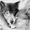 SsolidWolfFighter