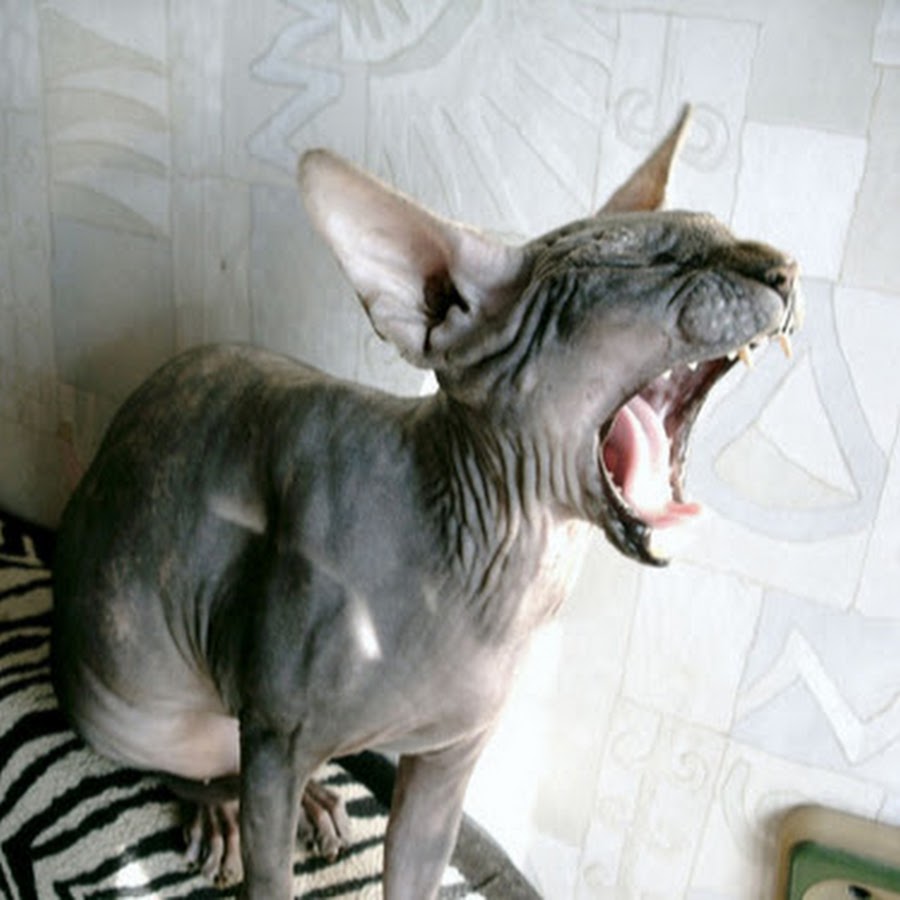 Странные звуки кошек. Черные кошки без ушей. Странные звуки кошек. Странные звуки кошек. Звук кота.