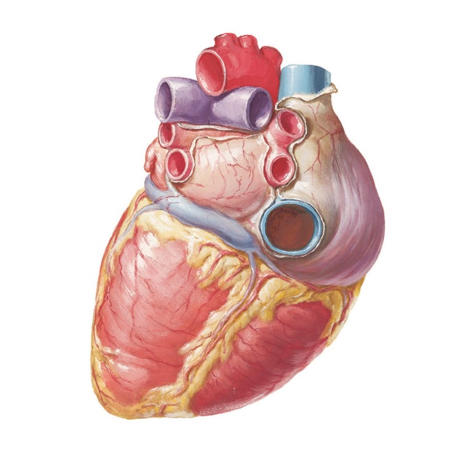 Грудино-реберная (передняя) поверхность сердца. Грудино реберная поверхность сердца анатомия. Диафрагмальная поверхность сердца. Внешнее строение сердца перикард. Строение сердца человека вид спереди.