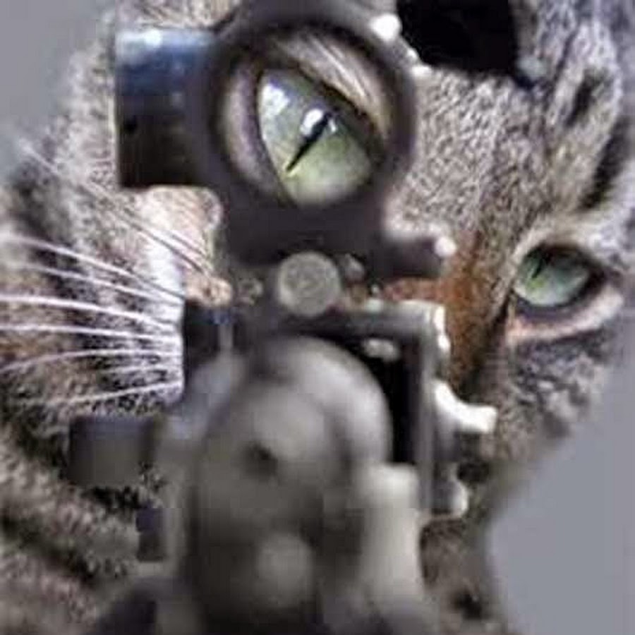 Кот снайпер картинки