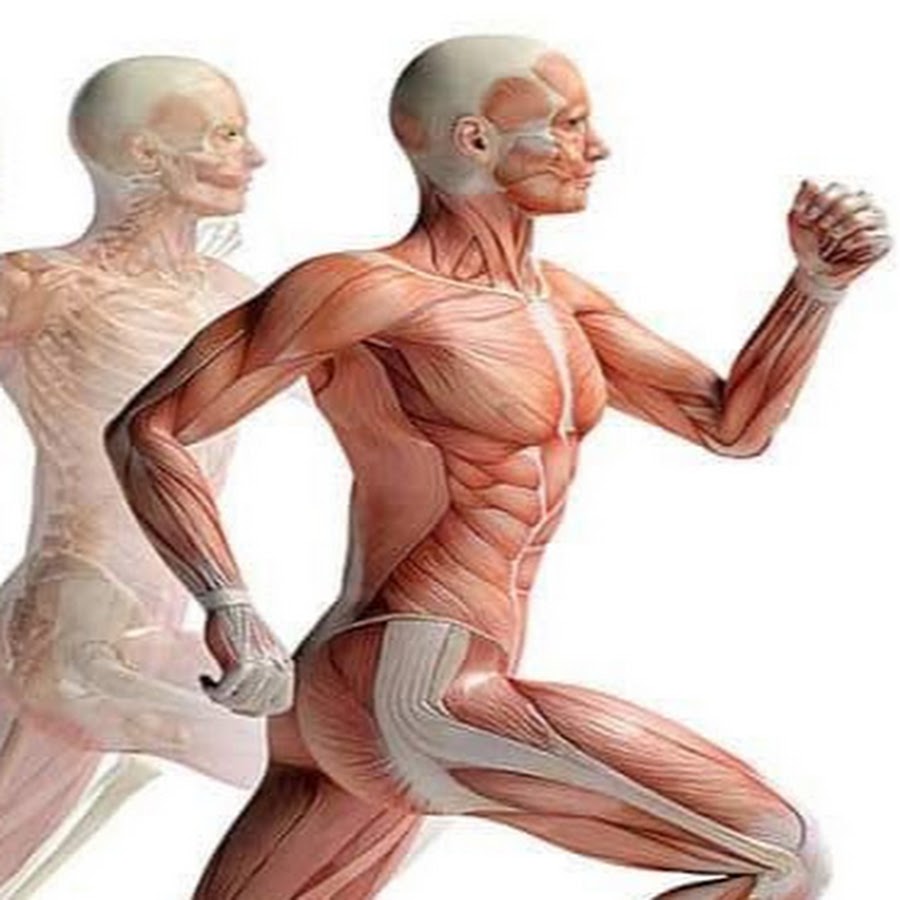 Пластика спорт