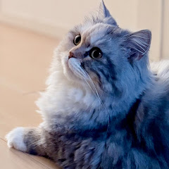 *しろくまっきー