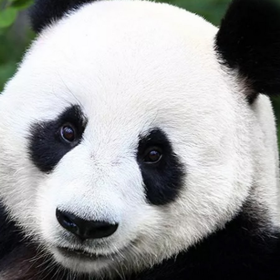 Ясли для панд. Смешная панда. Панда показывает язык. Панда сидит возле дерева. Panda time курск.