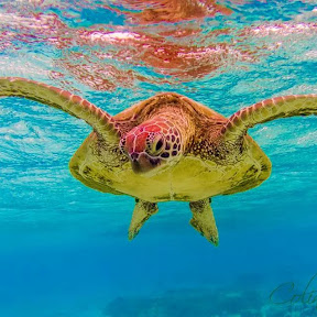 ����쥪���ȥ��㥤�������ZZ!!! YouTube