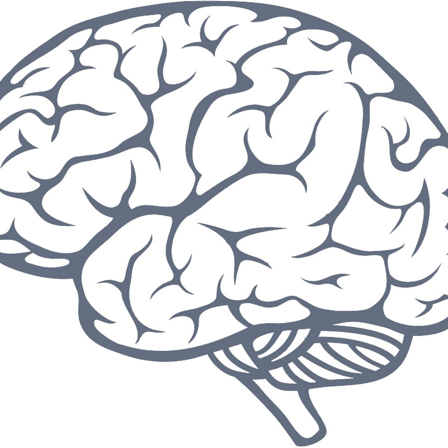 Мозг картинка для детей на прозрачном фоне