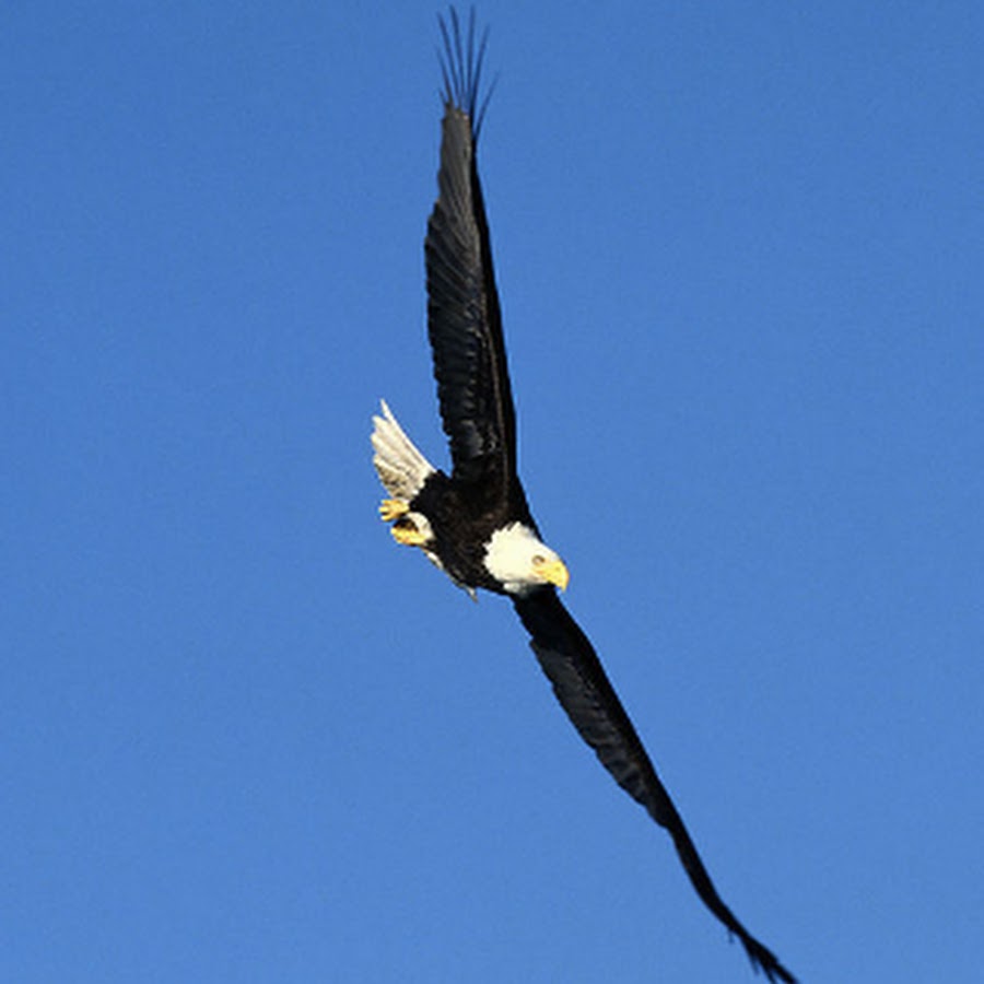 Птица в полете. Пикирующий ястреб перепелятник. Крылья птицы в полете. Беркут размах крыльев. Птица планирует.