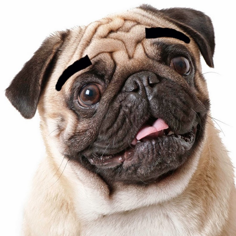 Dogs With Eyebrows YouTube