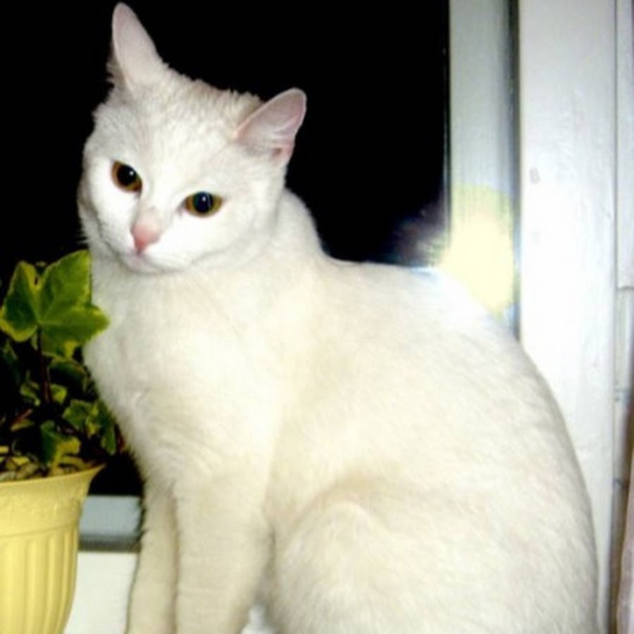 Какая порода белых котов. Турецкая ангора короткошерстная. Турецкая ангорская кошка короткошерстная. Турецкая ангора кошка гладкошерстная. Турецкая ангора короткошерстная белая.
