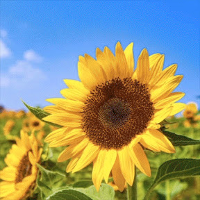 ���OTOTO���� YouTube