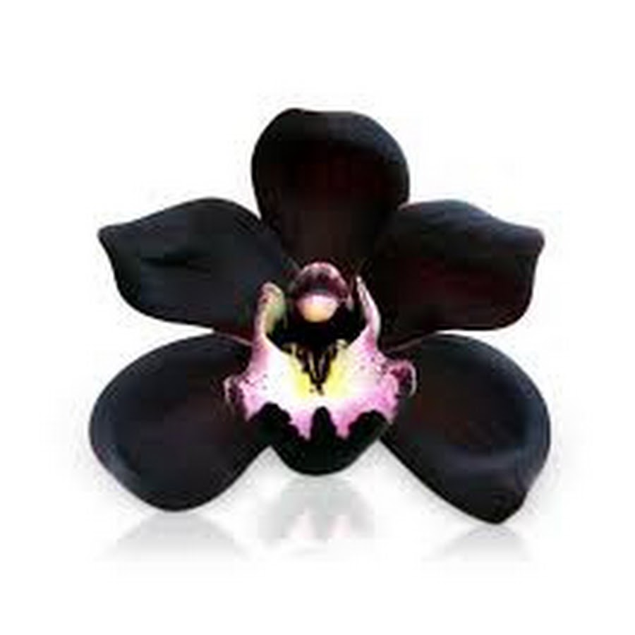 Black Orchid YouTube