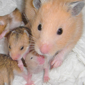 �ϥ� �ϥ� õ���� YouTube