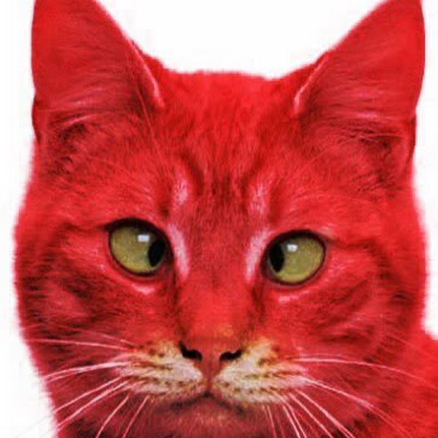 Red cat картинки