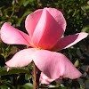 Flora Turini
