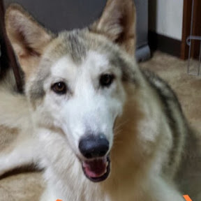 WILD_BULLET KENNEL(YouTuberWILD_BULLET KENNEL)