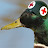 duck the medic