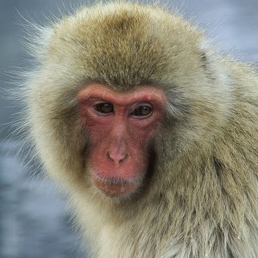 Узконосая обезьяна 6. Саки (род обезьян). Самка бабуина. Узконосая мартышка. Узконосые приматы.